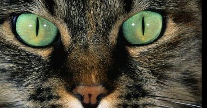 Tous les chats devront être euthanasiés maladies contagieuses pour les humains!!