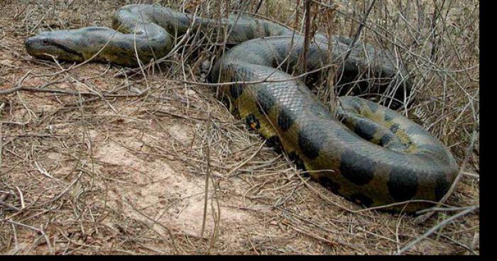 Un anaconda dans la Varèze?