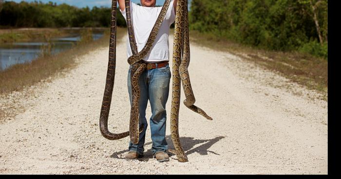 L'annaconda de Miramas enfin attrapé