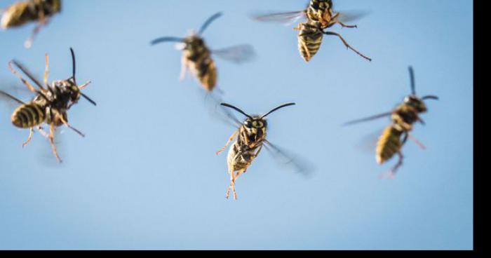 Invasion de guêpes mortelles