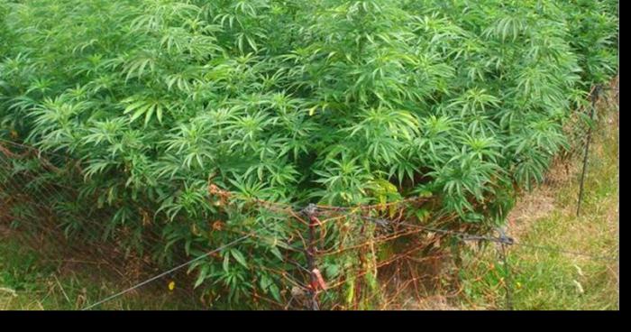 Plantation de cannabis a Saint-Valéry-Sur-Somme (80)