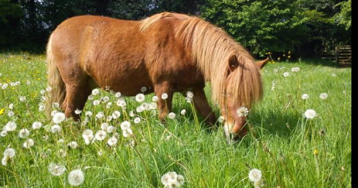 DAVID LE VIOLEUR DE PONEY TOUJOURS EN CAVALE