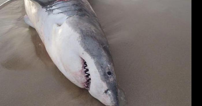 Requin blanc echouer sur une plage pres d une residence de vacance a barcares