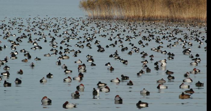 Un touriste agressé par une meute de canards