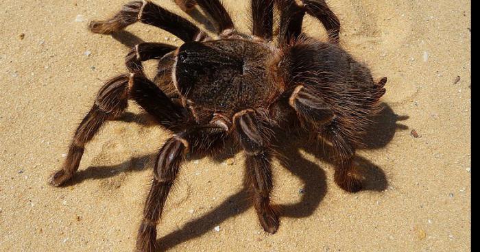 Un camion avec 6000 araignées s'est retourner a Roubaix