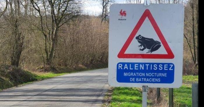 Grenouille de 400 livres frappé sur l autoroute 20