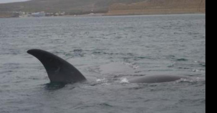 Requin apperçu a la plage de grand-anse Nouveau-brunswick