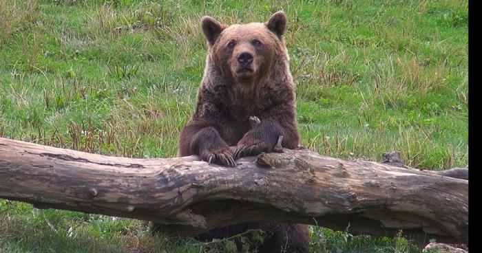 Un ours dans un bar de la Raillère (65)