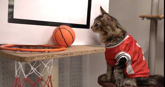 Un chat blessé lors d'un match de Basketball