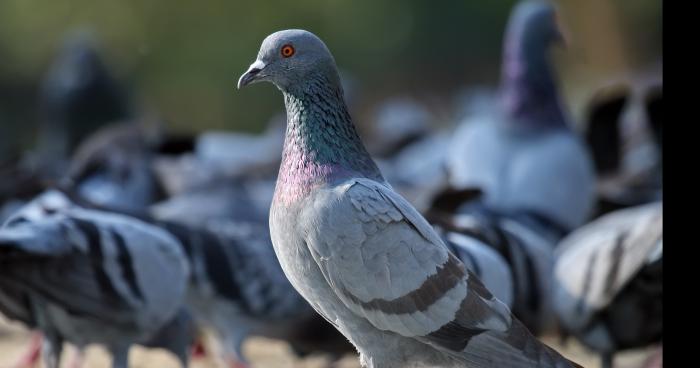 Les électeurs du fn pigeons facile?