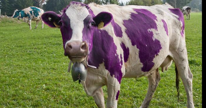 La première vache milka