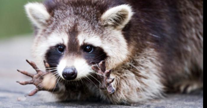 Mistérieuse mort de ratons-laveurs en outaouais