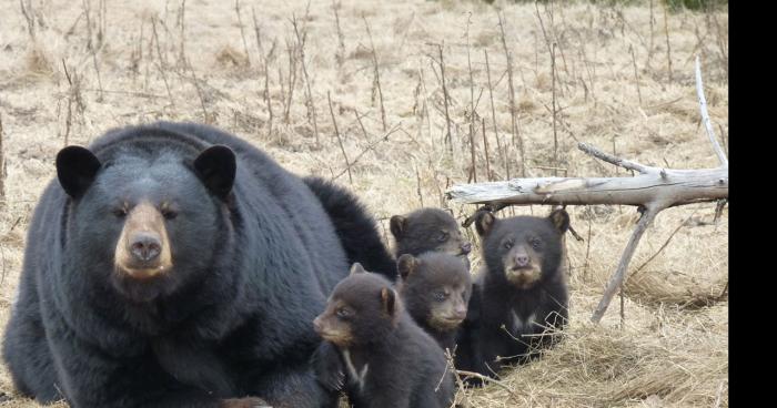 Un ours s'échappe du zoo de VIRIAT