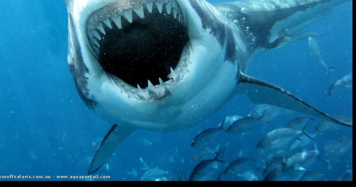 Un requin toujour en liberté dans la lac de  notre-dame du laus