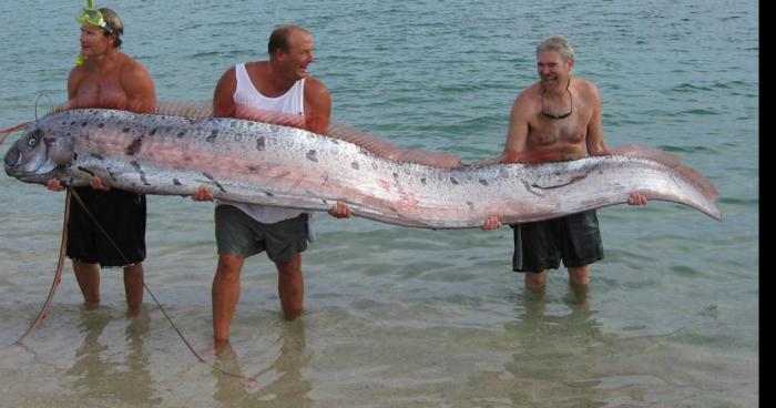 Un serpent (ou poisson)  mythe a été pêché dans l'océan Atlantique prés des Sables d'Olonnes