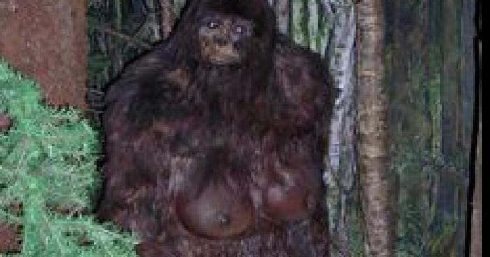 Un sasquatch capturé au Nord du Québeec