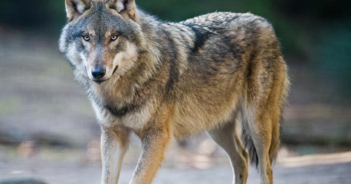 Un loup à été aperçu dans la commune de La Croix Aux Mines