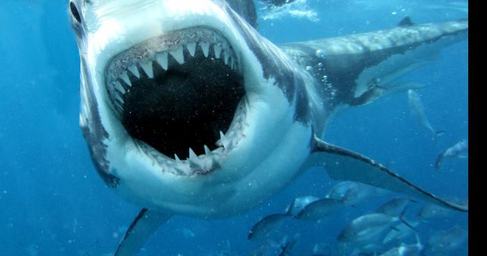 Attaques de requin au Vidourle