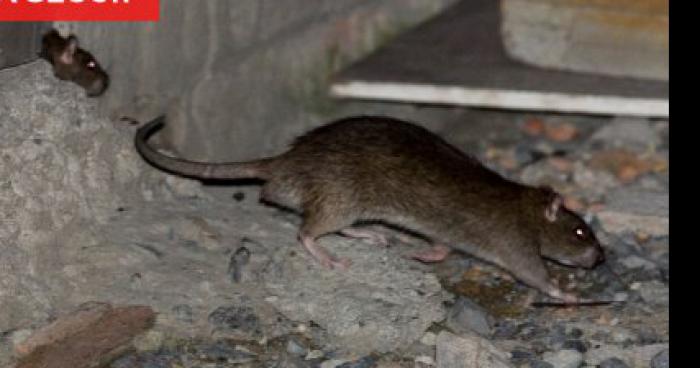 Invasions de rats dans les vosges