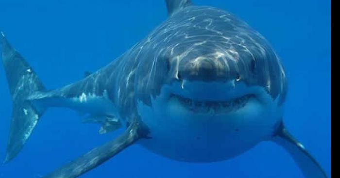 Un requin à Boulogne-sur-Mer