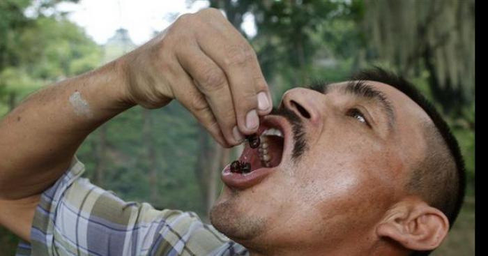 Manger des fourmis chaque jours peut aider à grandir