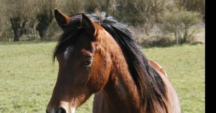 Une jeune fille de 11 ans découvre que son cheval est un robot.