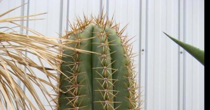 Sous LSD elle suce un cactus en pensant que c'est son copain !