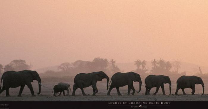 Il y a des éléphants à Paris