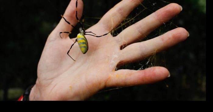 Une invasion d'araignée dans le Hainaut