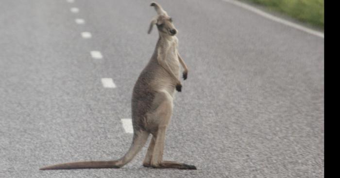 Un kangourou vu à saint nazaire