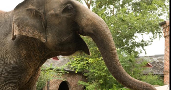 Il castre un éléphant avec ses dents