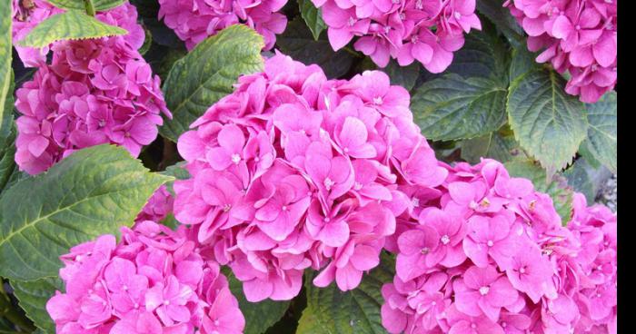 Concours du plus bel hortensia