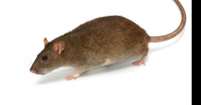 Janzé: des rats qui s'invitent chez vous