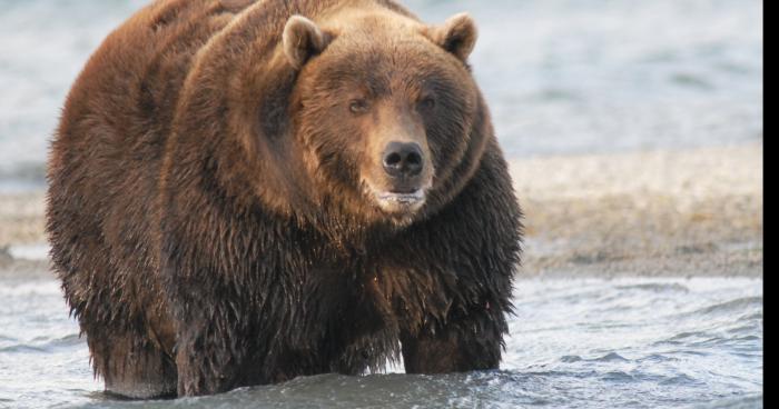 Les ours font leurs apparition dans le beaujolais