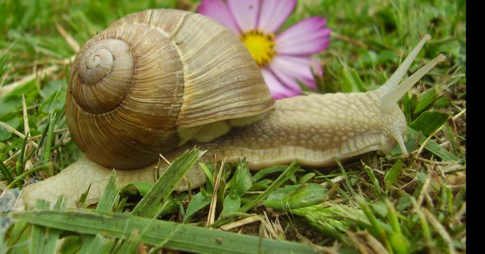 Un escargot heureux