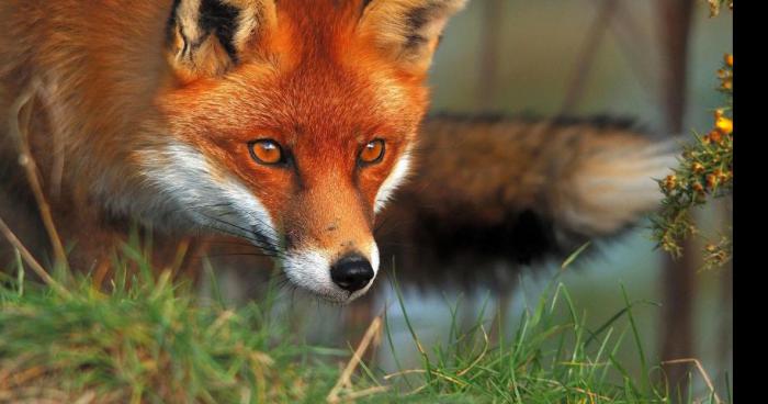 Un renard aperçu dans les Baïsses (Lançon)