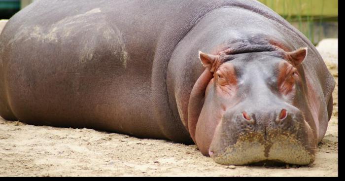 Un hippopotame carnivore a pairi daiza