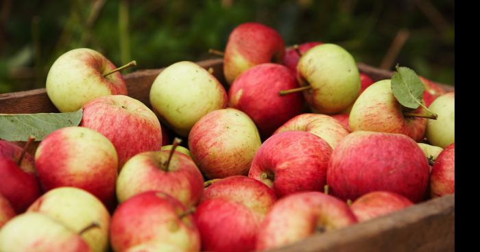 On vous ment depuis toujours au sujet de la pomme du Québec