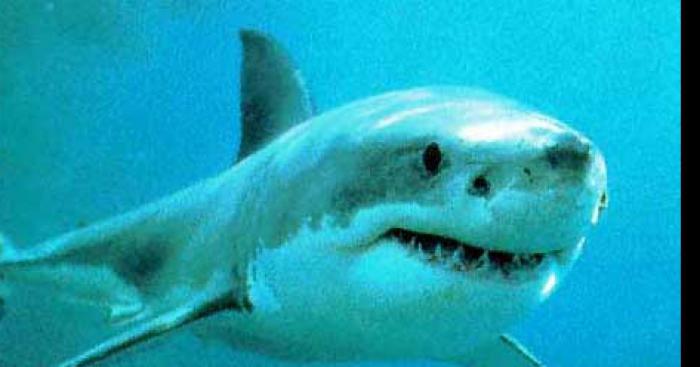 ATTENTION DANGER REQUINS BAIGNADE INTERDITE A FOS SUR MER