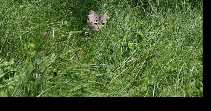 Nouvelle taxe contre l'herbe haute dans les jardins