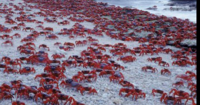 Une partouze de crabes sur les plages de Biarritz