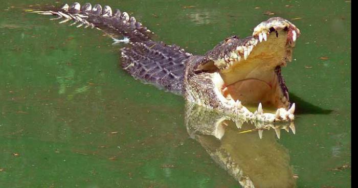 Apparition de Crocodile dans le vistre.