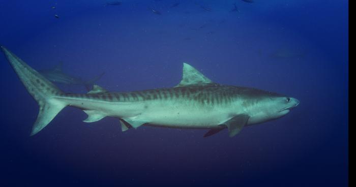 Requin a port la nouvelle