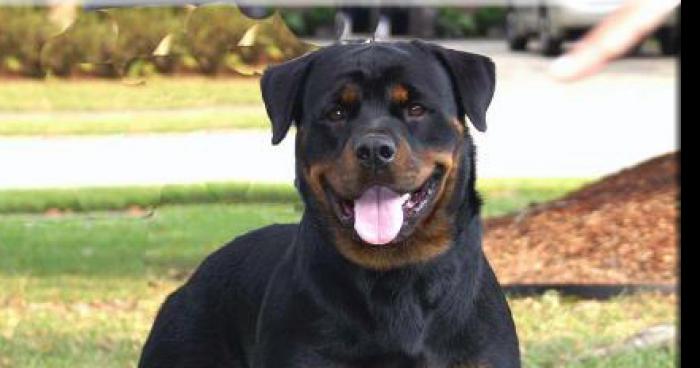 Un rottweiler sauve deux québecois