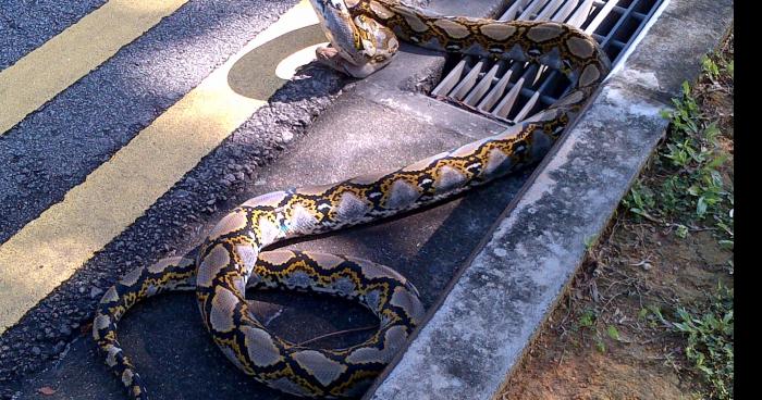 Un camion transportant des centaines de serpents s’est renversé sur le pont de Courbevoie