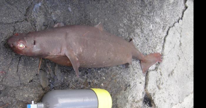 Nouvelle espece de requin trouvé a Candiac en Montérégie