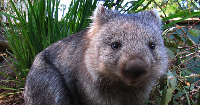 Les wombats envahissent la capitale