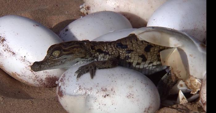 Les crocodiles du paty se sont reproduit