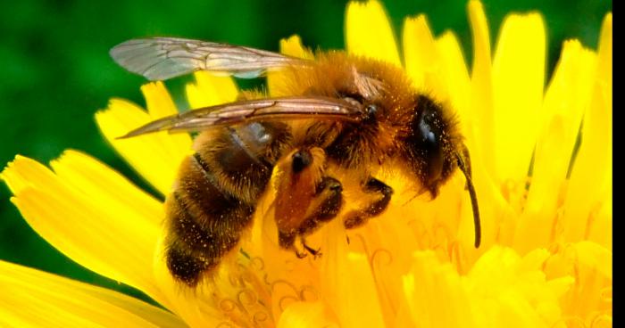 Population d'abeilles en déclin, les causes sont confirmées