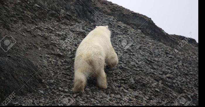 Ours blanc a été vu en France